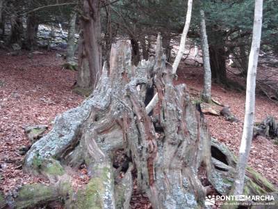 Montaña palentina;caminar rápido andar rápido caminar